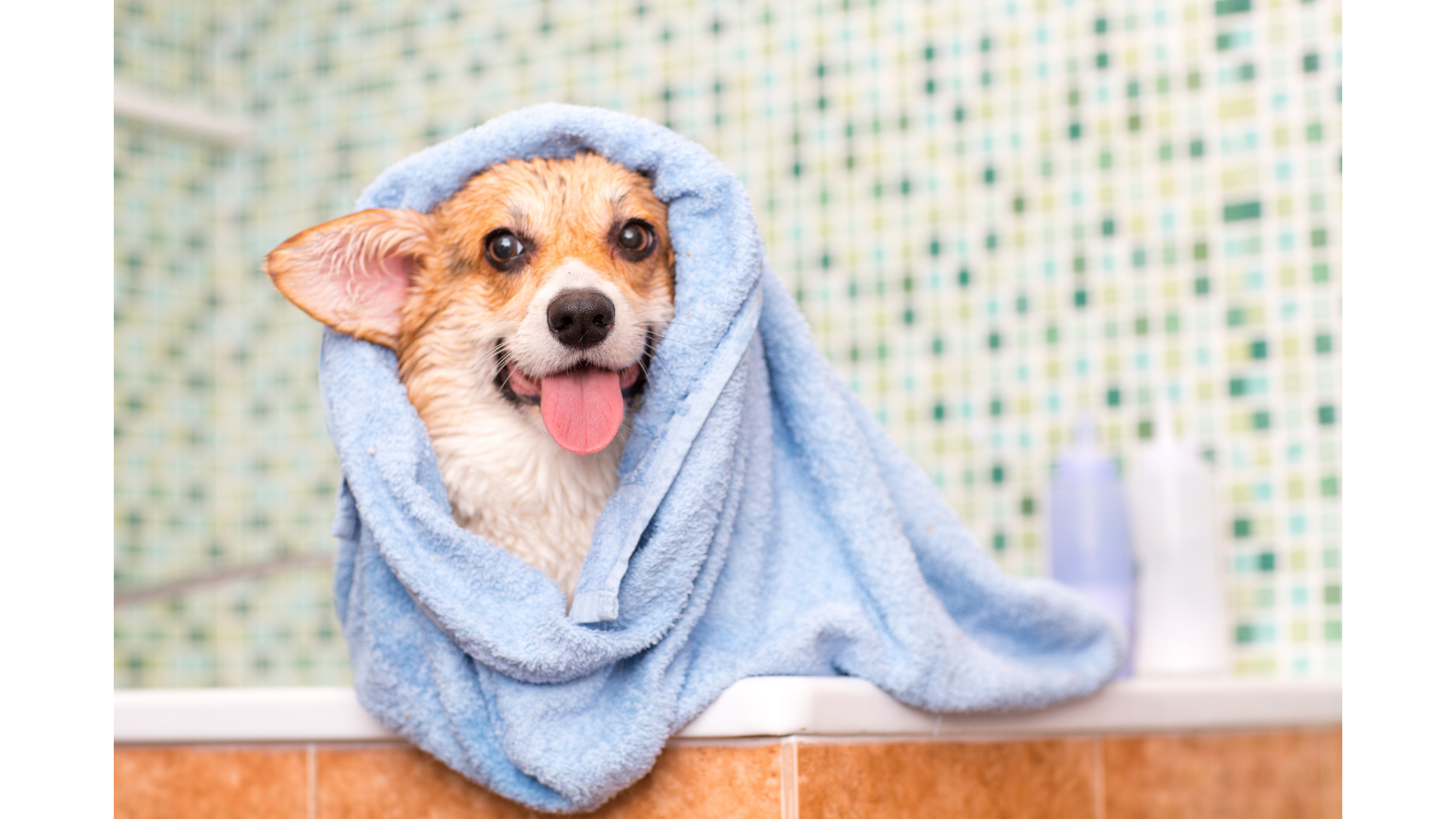 Banho e tosa adequados para a saúde dos pets